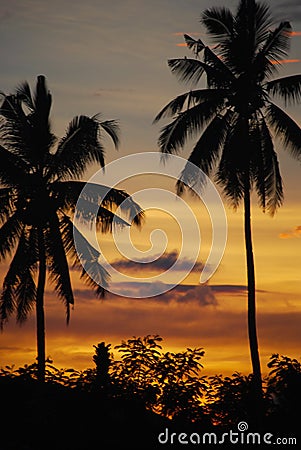 Coconut palms at sunset Mindanao Philippines 3