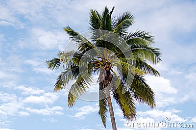 Coconut Tree in Aitutaki Lagoon Cook Islands