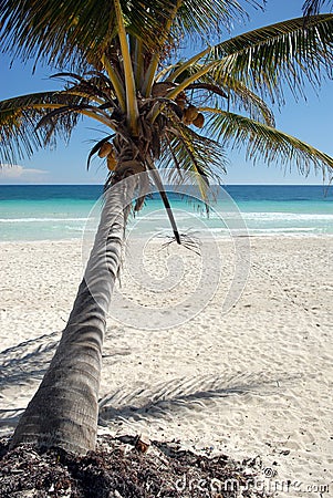 Coconut tree on beach