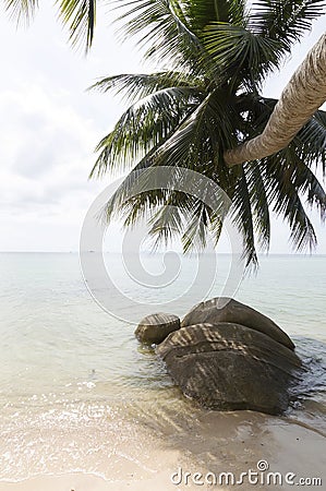 Coconut tree on the beach