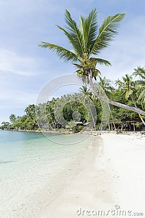 Coconut tree on the beach