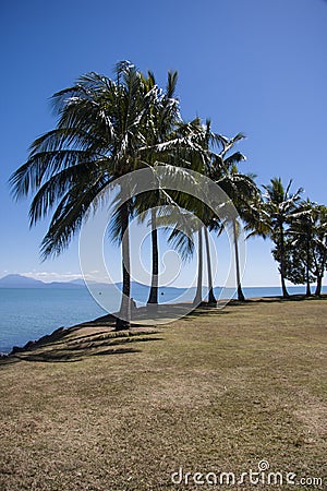 Coconut trees at Port Douglas