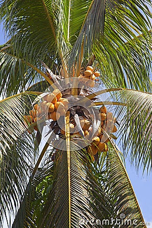 Coconuts on a palm tree