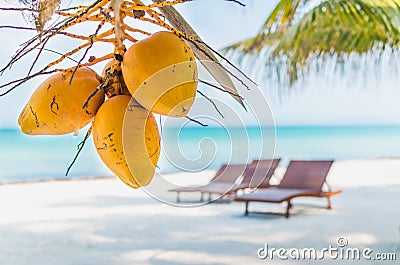 Coconuts on palm tree against tropical sand beach