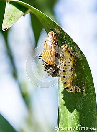 Cocoon and the empty chrysalis of butterfly