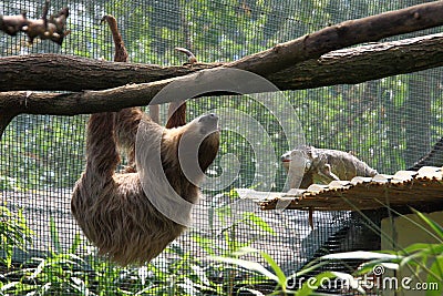 Coexistence of sloth and iguanas