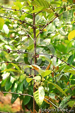 Coffee beans grow on tree