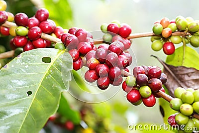 Coffee beans ripening on tree