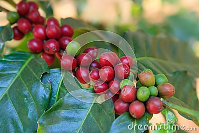 Coffee beans ripening on tree