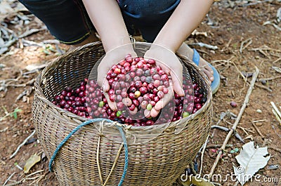 Coffee berries