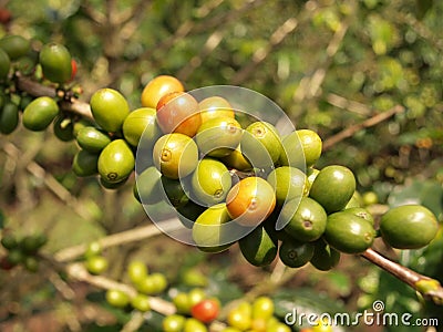 Coffee berries on bush branch