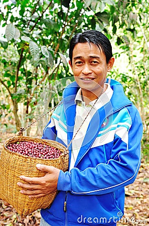 Coffee farmer is harvesting coffee berries