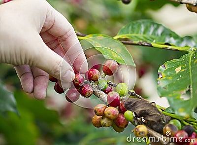 Coffee seed on the tree with hand