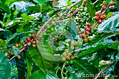 The coffee tree with ripe bean in the farm