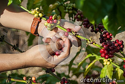 Coffee tree with ripe berries