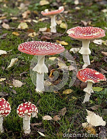 мухоморов или Муха Мухомор грибы, Мухомор красный - Стоковое фото lifeonwhite #10894882