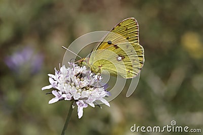 Colias crocea, Dark Clouded Yellow, Common Clouded Yellow, The Clouded Yellow butterfly