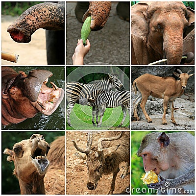 A collage of Animals from the zoo