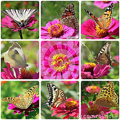 Butterflies sitting on zinnia