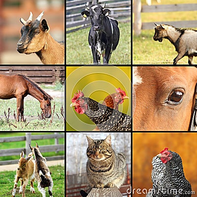 Collage made with farm animals images