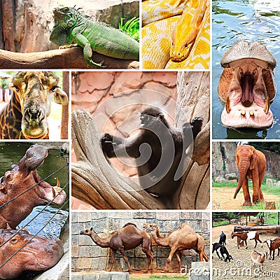 Collage photo of some wild animals zoo