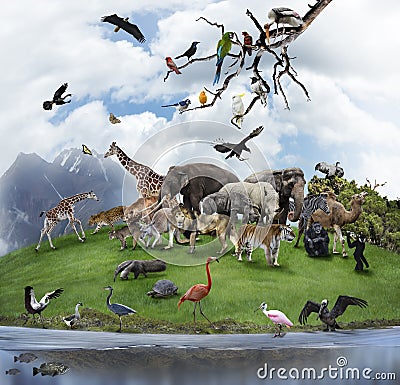 A Collage Of Wild Animals And Birds