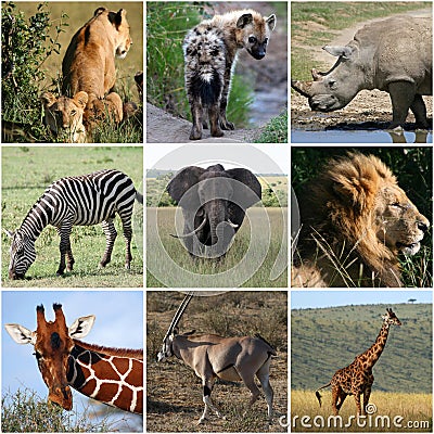 Collage of wild animals, mammals