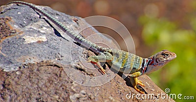 Collared lizard