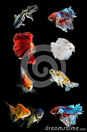 Collection of various fish on black background,Fighting fish , Golden Fish