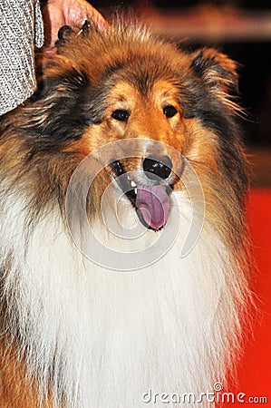 Collie dog