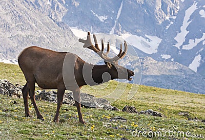 Colorado Bull Elk