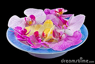 Colored orchid flowers, mauve, yellow, pink, purple in a white-blue tray