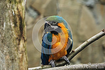 Colored, tropical, Parrot, Birds