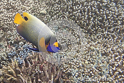 A colorful adult imperator angel fish in Sipadan, Borneo, Malaysia