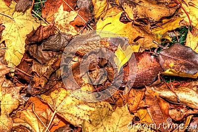 Colorful Autumn Leaves Background in HDR High Dynamic Range