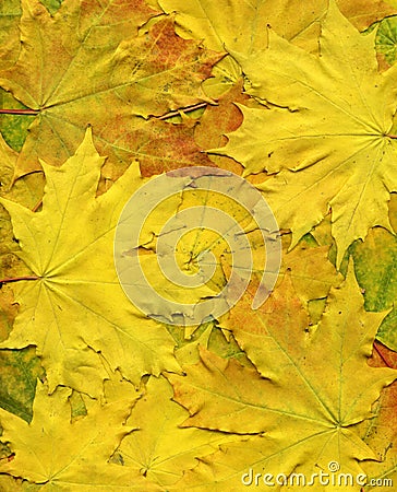 Colorful background of yellow autumn leaves. Big size.
