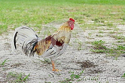 A colorful and beautiful cock or rooster bird moving free in nature on a field of the USF campus