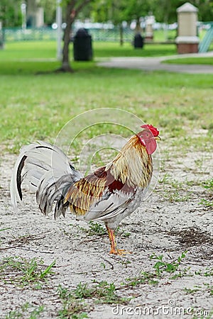 A colorful and beautiful cock or rooster bird moving free in nature on a field of the USF campus