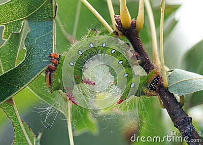 Colorful caterpillar eating a leaf - Imperial Moth caterpillar