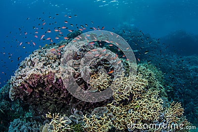 Colorful Coral Reef 1