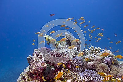 Colorful coral reef with exotic fishes anthias