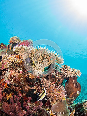 Colorful coral reef