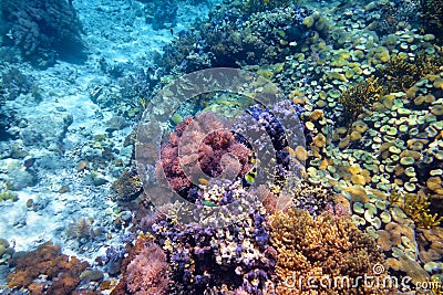 Colorful coral reef with hard corals at the bottom of tropical s