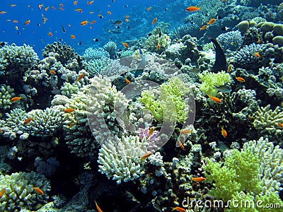 Colorful coral reef with hard and soft corals