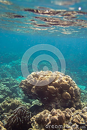 Colorful Coral Reef at Lipe Island in Thailand