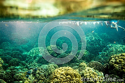 Colorful Coral Reef at Lipe Island in Thailand