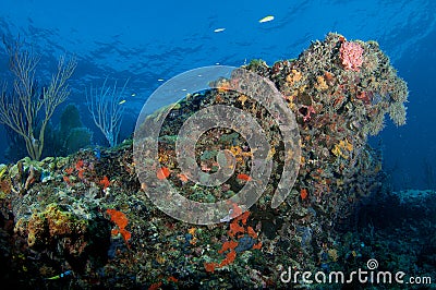 Colorful Coral Reef Outcropping