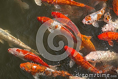 Colorful Coy Fish Swimming in a Pond