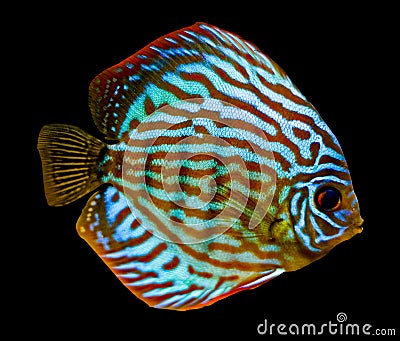 Colorful discus fish