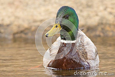 Colorful drake mallard duck
